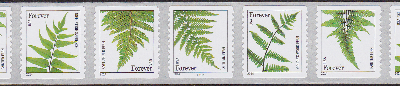 Ferns-ndn-14