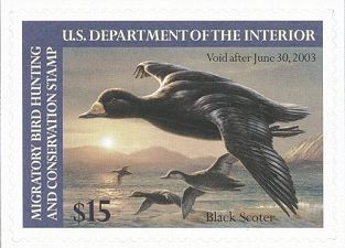 BlackScoter-d-s.jpg (17069 bytes)