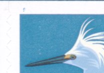 Egretcpv-2.jpg (6164 bytes)